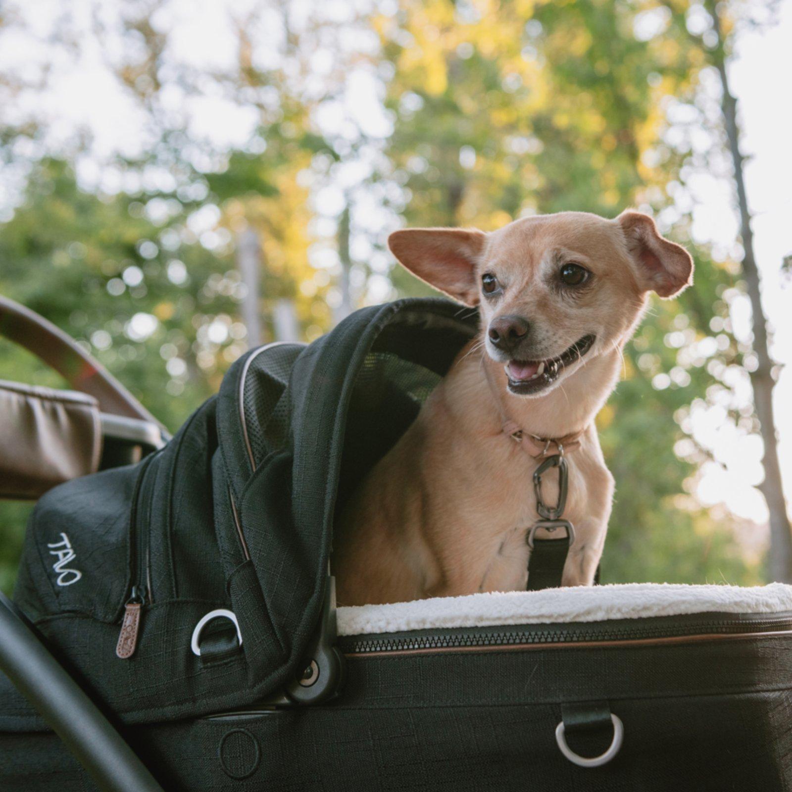 Tavo Maeve Small Dog Car Seat with Car Seat Base - Flex Merle