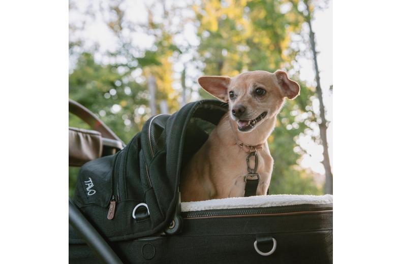 Tavo Maeve Small Dog Car Seat with Car Seat Base - Flex Merle Tavo Maeve Small Dog Car Seat with Car Seat Base - Flex Merle