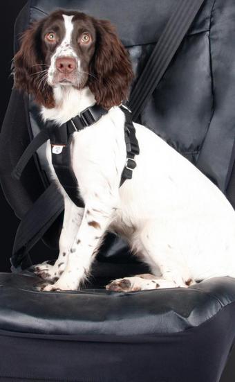 Pets at home 2024 dog seat belt