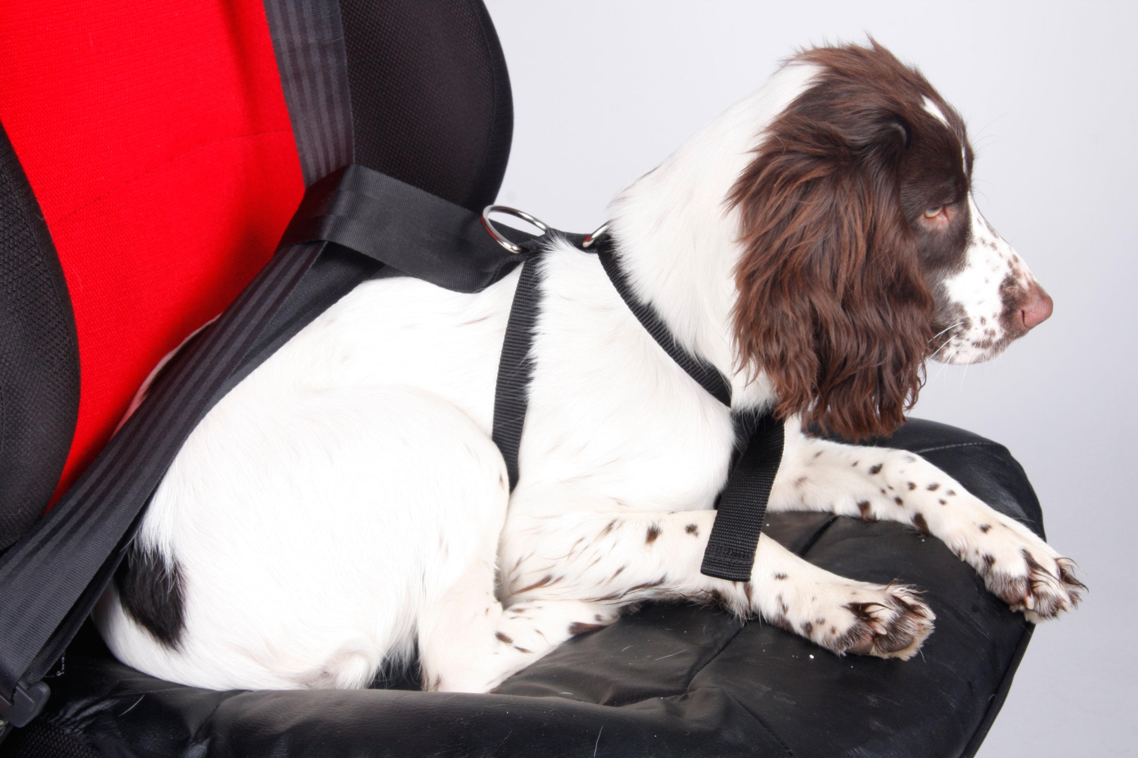Halfords XL Dog Car Harness