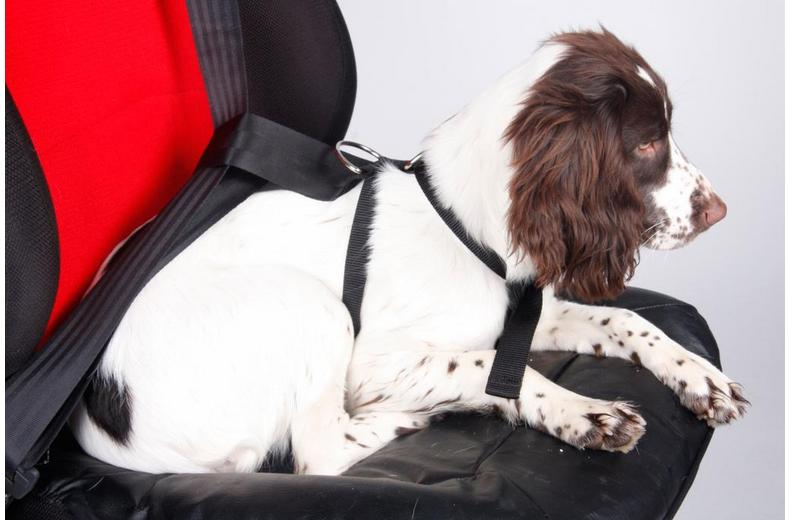 Halfords XL Dog Car Harness Halfords XL Dog Car Harness