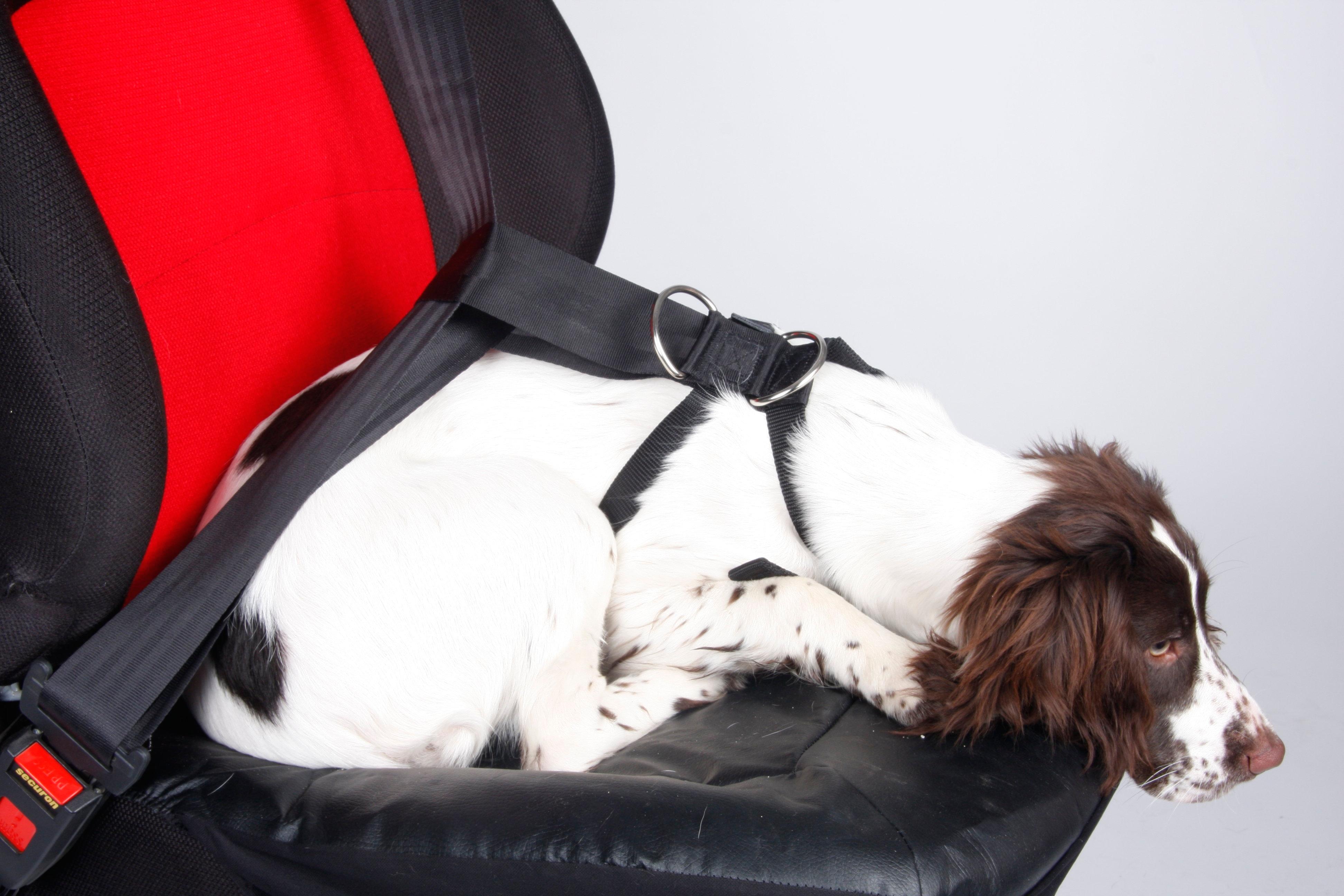 Halfords XL Dog Car Harness