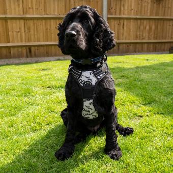 Battersea Dog Harness XS