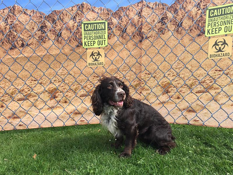 Biohazard 4 Pole Compact Windbreak