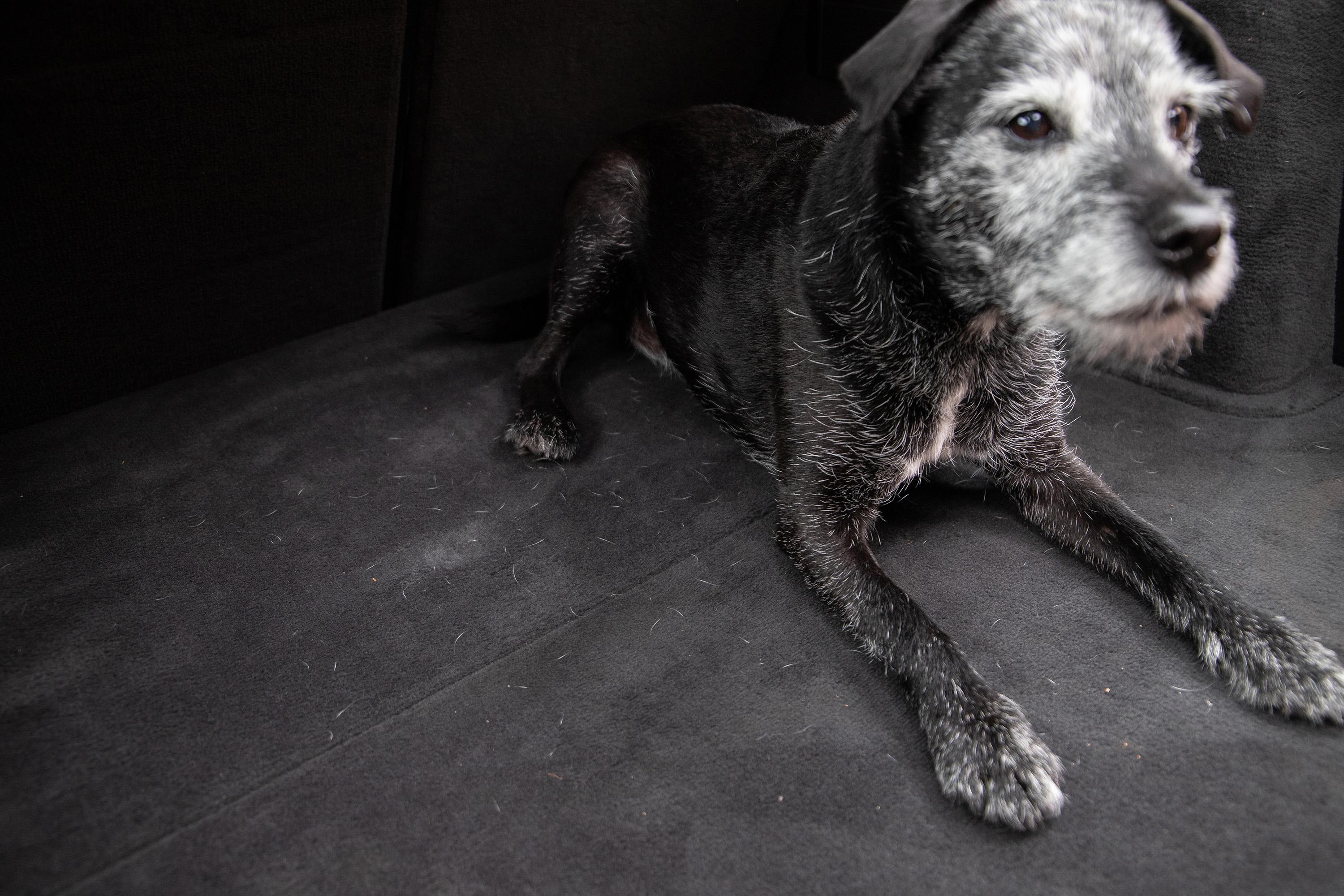 Meguiar’s Hair and Fibre Extractor Brush