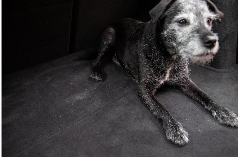 Meguiar’s Hair and Fibre Extractor Brush Meguiar’s Hair and Fibre Extractor Brush