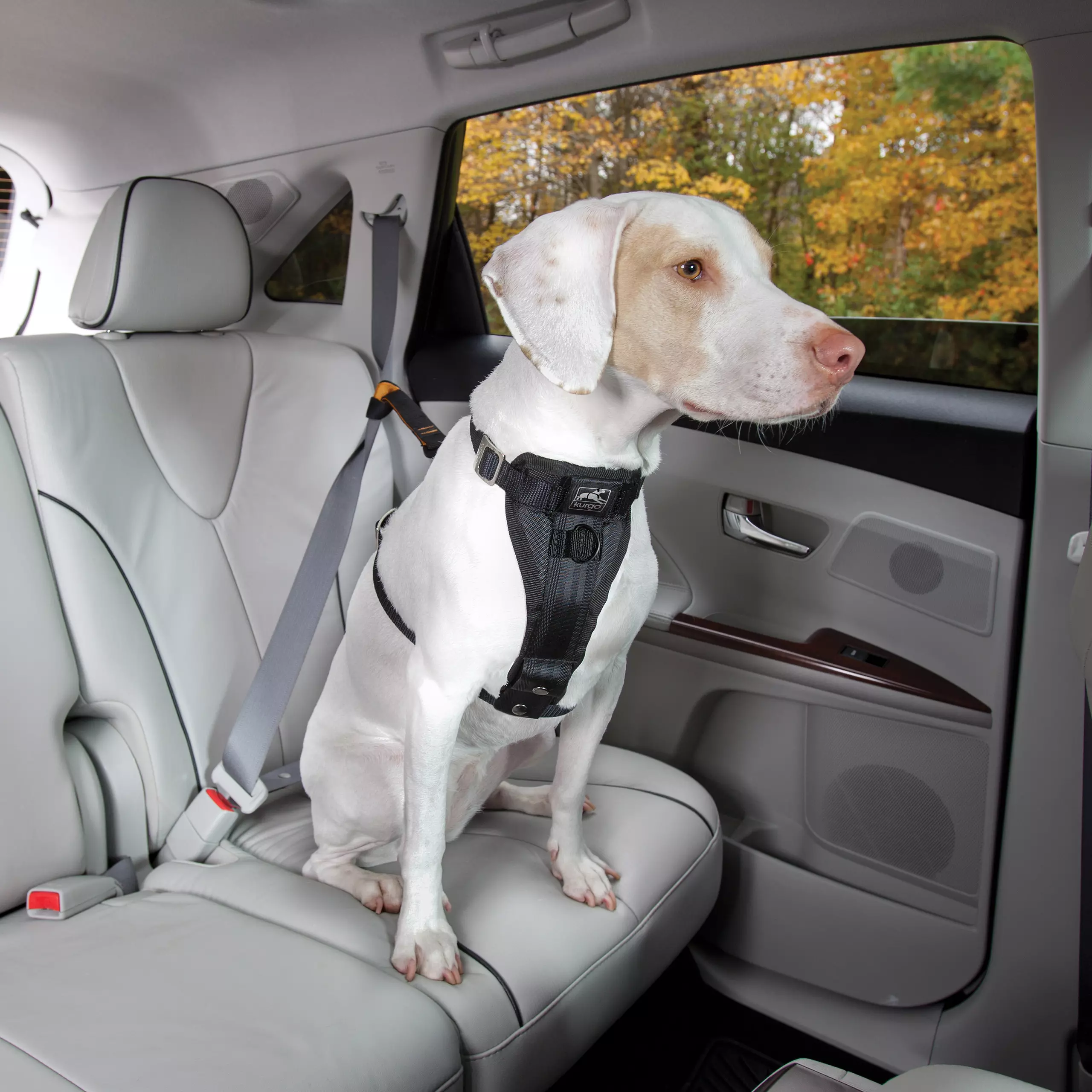 halfords dog carrier for bike